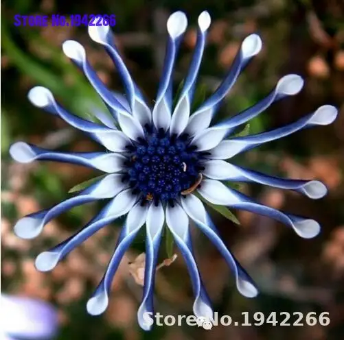 

Hot Selling 100pcs Daisy Bonsai Multi-Color Available Rare Osteospermum Bonsai Potted Flowering Plants Home Garden Decoration