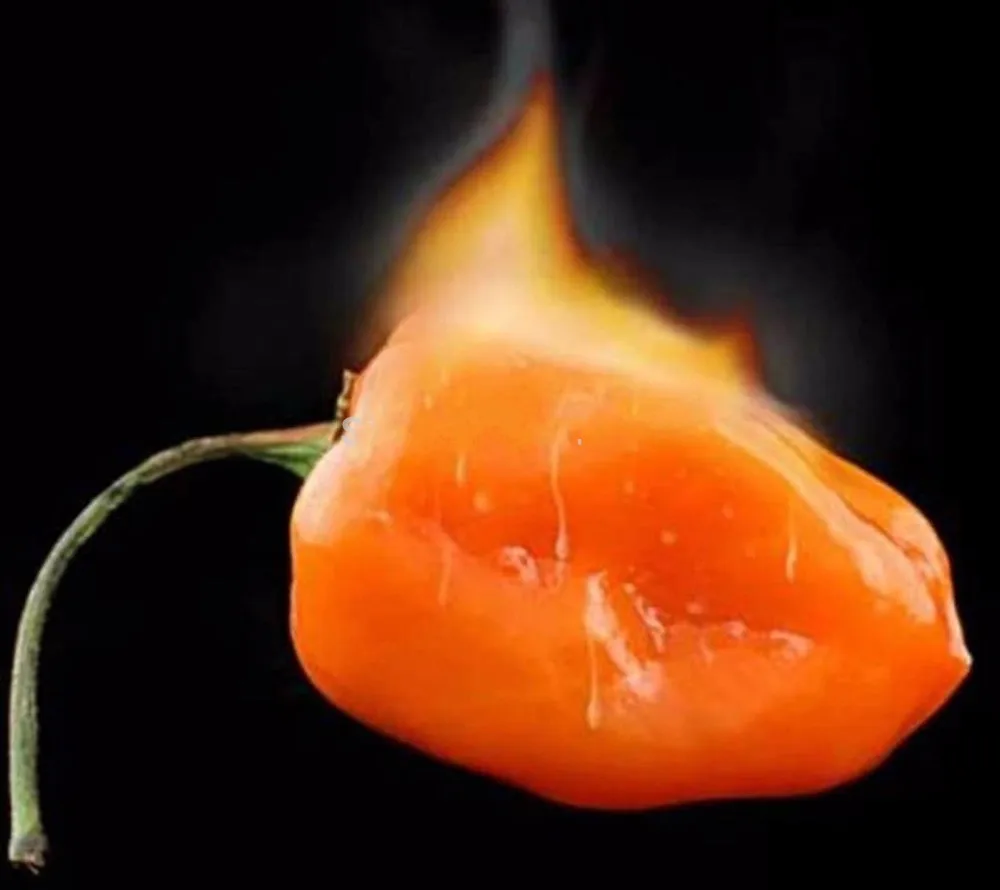 

Vegetable Habanero Orange Chilli Pepper Plant - 100 pcs Extremely Hot !