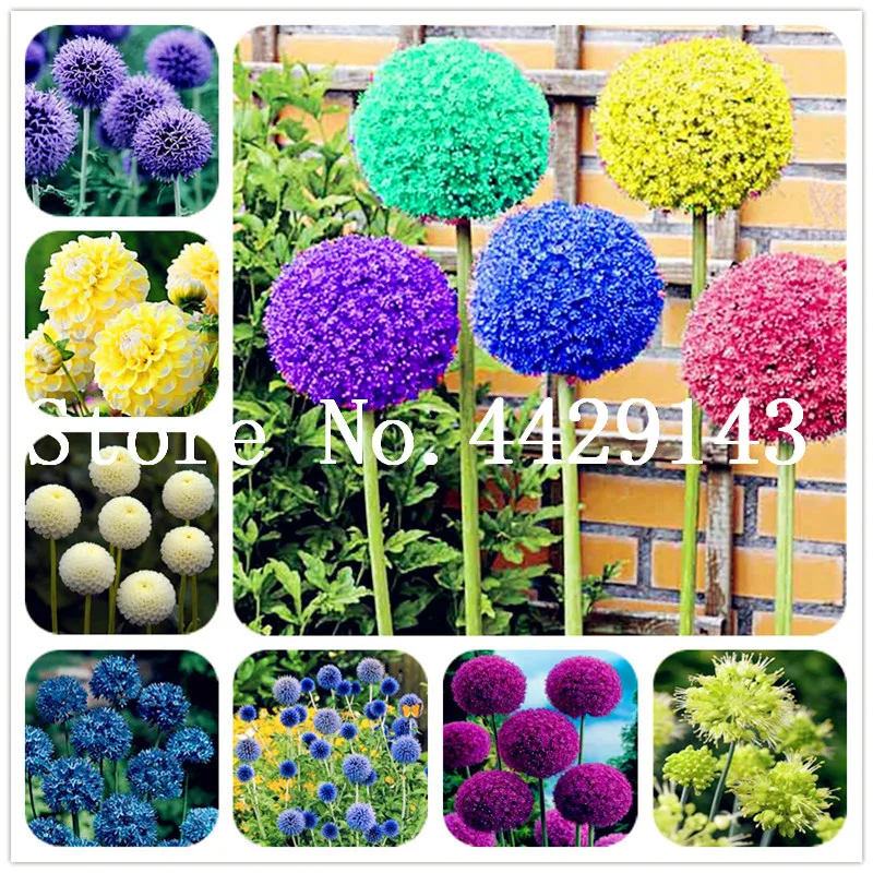 

Hot Sale! 200 pcs/bag Purple Giant Allium Giganteum, Perennial Flower bonsai Garden Plant the budding rate 95% Ornamental Bonsai