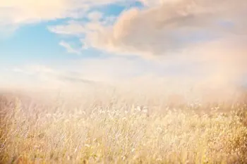 買取 黄金草フィールド雲シーン写真の背景高品質のコンピュータプリント結婚式の写真の背景