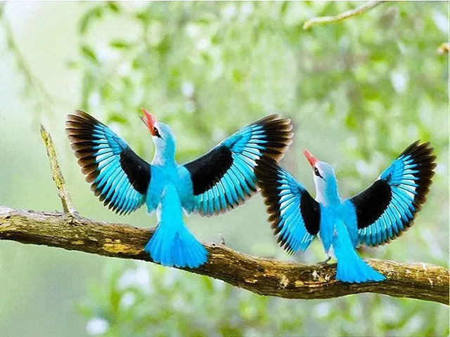 5D Diamond embroidery blue birds stickers Rhinestone home Decor DIY painting cross stitch patterns full drill resin art |