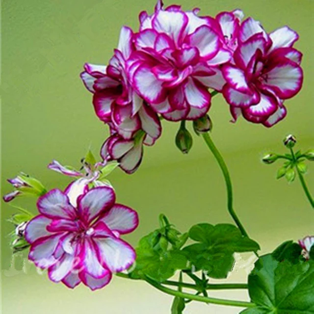 Dwarf Geranium Seed, Pelargonium Peltatum, 20pcs/pack