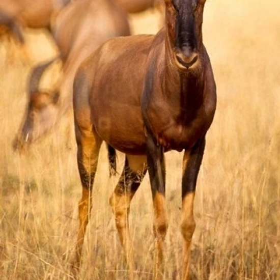 Female topi standing on grassy plain  Masai Mara Game Reserve  Kenya Print by Alison Jones (11 x 17)