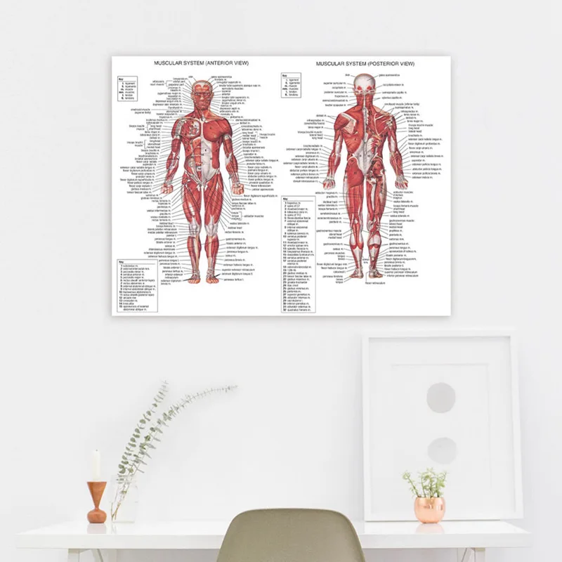 Анатомия человека Мышечная система художественный плакат печать тела карта холст настенные картины для медицинского образования домашний декор плакаты
