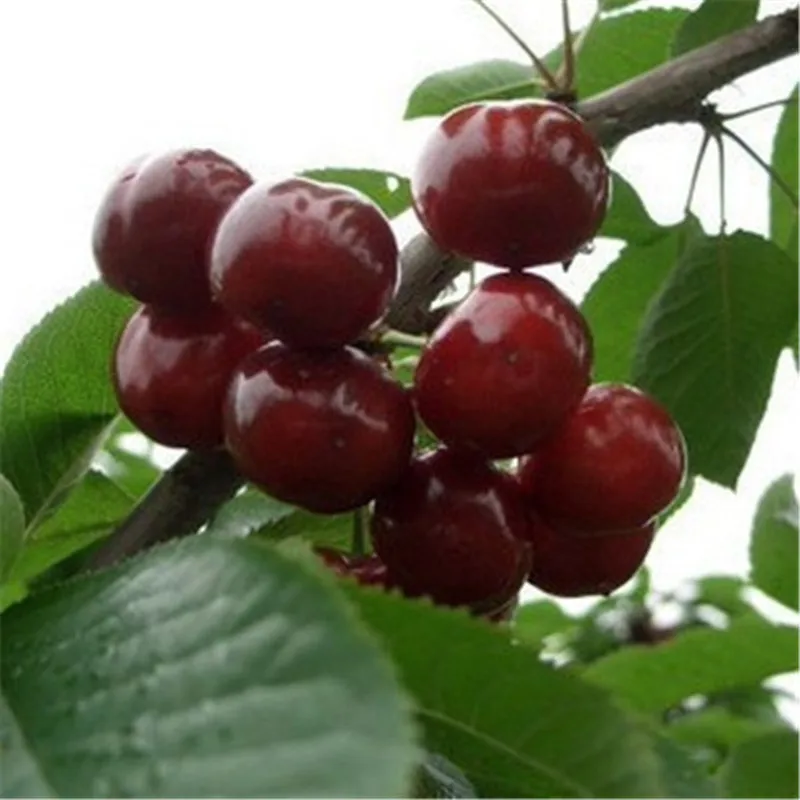 

10pcs bonsais Four Seasons potted cherry tree bonsais balcony vegetables fruits Bonsai plant DIY home garden ,Easy to grow