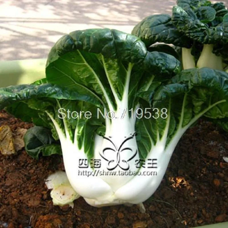

milk cabbage100 pcs Vegetable bonsais
