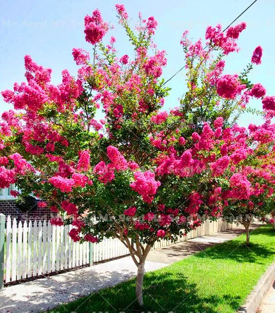 

Garden Bonsai Plants 100 Pcs Crape-Myrtle Lagerstroemia Indica 'Natchez' Myrtle Flowers Plants Courtyard Pot Bonsai Shrub