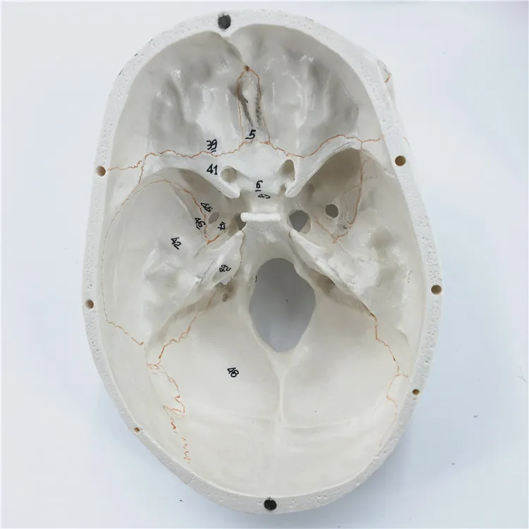 1:1 Размер жизни человеческий анатомический череп модель головного мозга 8 частей голова скелета человека обучающая модель для изучения анатомии игрушки