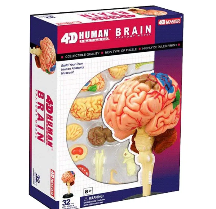 Собраны модели головоломка структуры мозга анатомических череп мозг Медицинские товары модель
