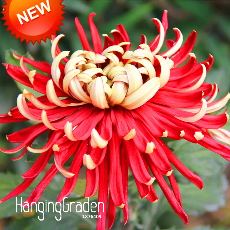 Китайская Хризантема Купить Семена