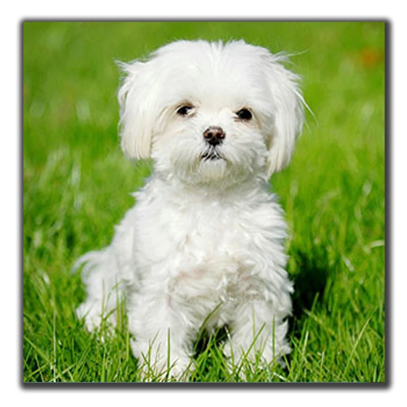 Us 47 38 Di Scontofai Da Te Disegni E Schemi Per Puntocroce Bianco Cane Seduto Il Erba Cucito Diamante Ricamo Pieno E Rotondo Mosaico Della