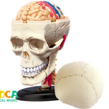 Череп 4d мастер головоломка Сборка игрушки человеческого тела орган анатомическая модель для медиков обучающая модель