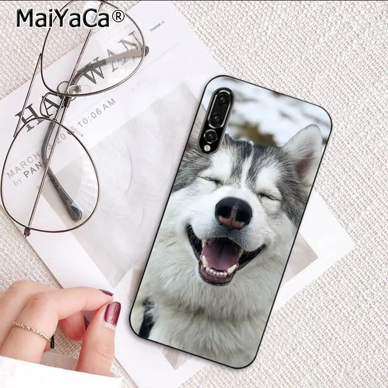 Cute Dog Husky