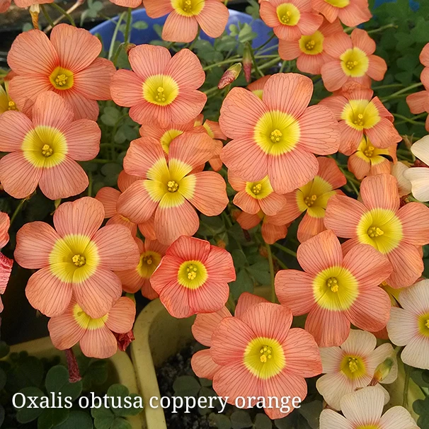 

1PC Rare oxalis obtusa coppery orange Oxalis Flowers bulbs For Garden Kalanchoe survival high garden decoration