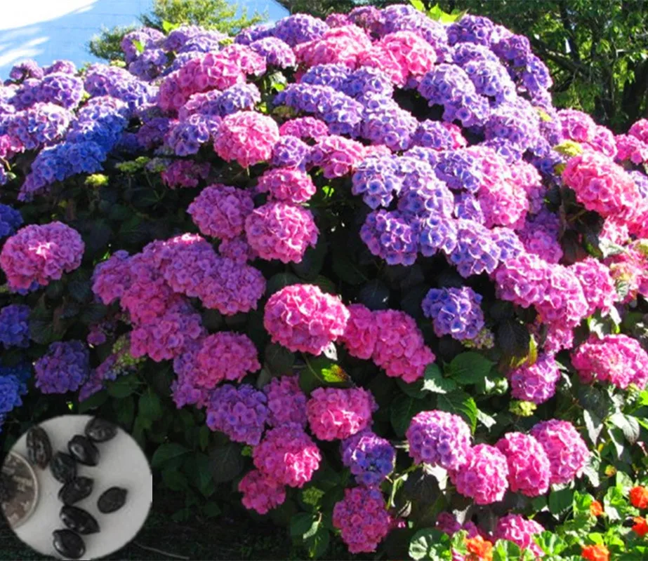 

10pcs Hydrangea Paniculata 'Vanilla Fraise' ,China Hydrangea Bonsai Flower ,11 Colors To Choose,Plant For Home Garden