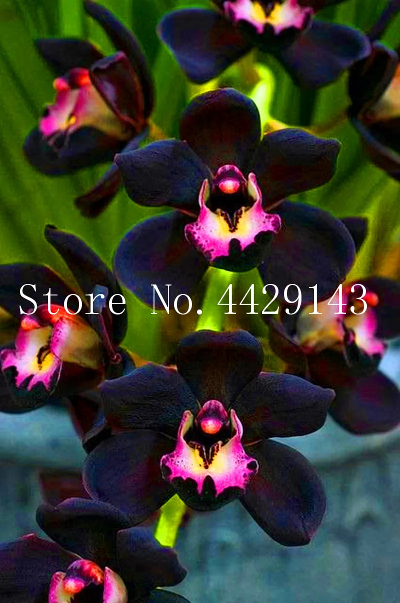 100 Pcs Unique Orchid Cymbidium Faberi Flower Bonsai Garden Flowering Plants Plant Best Seeds