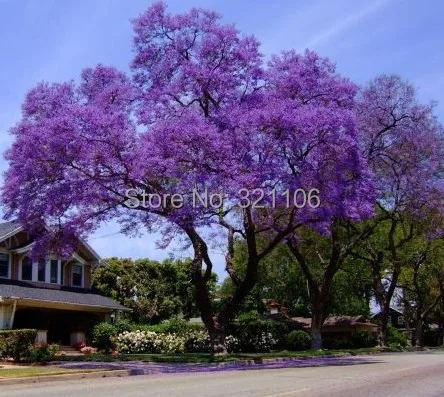 tree paulownia empress seeds impressive gard princess beauty mouse zoom over