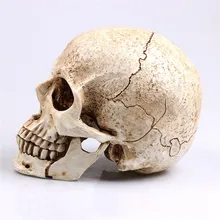 P-Flame White Head Human Skull Model Replica Medical Realistic Lifesize 1:1 Emulate Resin Crafts Skull For Decorative P-Flame White Head Human Skull Model Replica Medical Realistic Lifesize 1:1 Emulate Resin Crafts Skull For Decorative