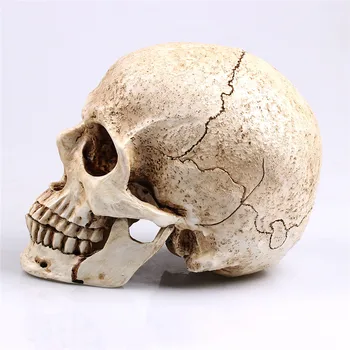

Sculpture Halloween Decoration Animal Skull Model Life Replica Medic Medical Model Resin Crafts Home Decoration high quality