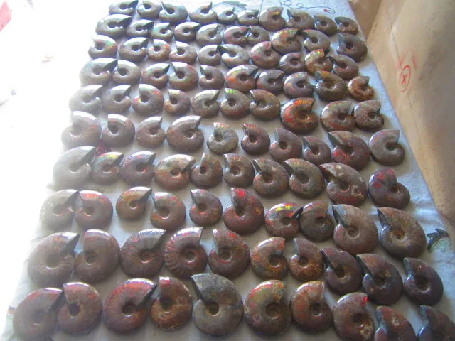 Best Offers 8420g(18.52 lb) 100pcs Iridescent Ammonite Ammolite Fossil Madagascar WFB012