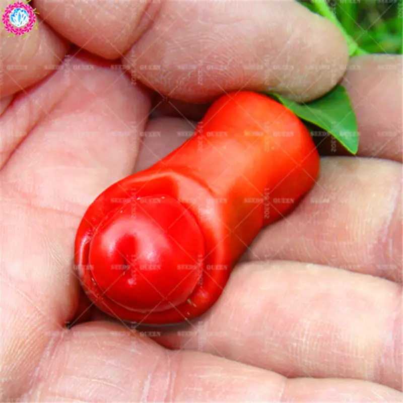 

100pcs Rare Penis Pepper Bonsai Planting Real Hot Chili Organic Vegetable Chinese Funny Potted For Spring Farm Supplies