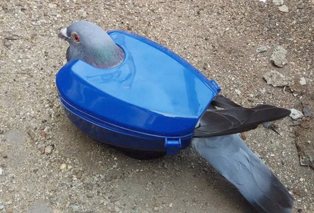 Pigeon Tools Fixed Box Feed Pigeon Given Medicines Device, bird feeder,parrot feeder