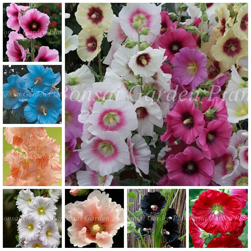 

Big Sale ! 100 Pcs New Double Hollyhock Flower Bonsai Mixed Perennial Garden Decor Rare Potted Althaea Rosea Flore Easy to Grow