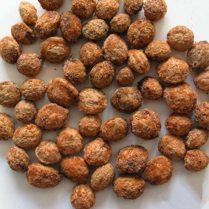 Strawberry tree seeds