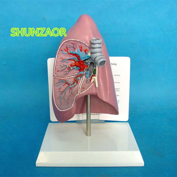 

Anatomical model of tracheal and lung anatomical model of human lung model