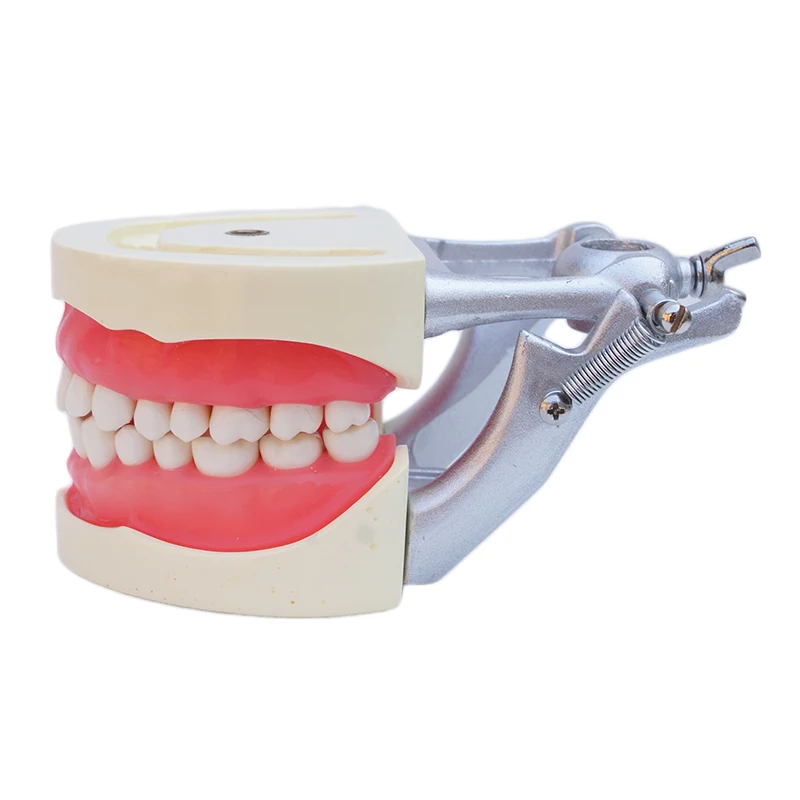 

Dental Study Model Standard Dentition Teeth Model with 32 teeth with DP Articulator Soft Gum