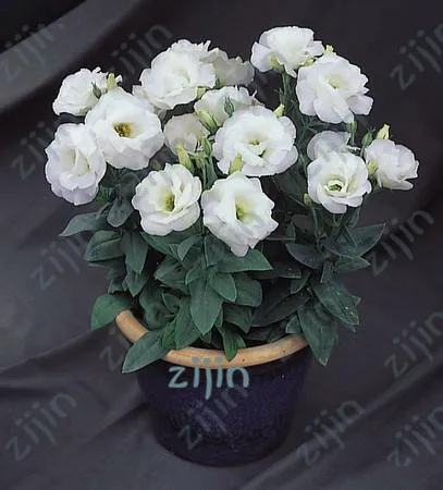 

Eustoma Perennial Flowering Plants Potted Flowers Lisianthus bonsais - 100Pcs