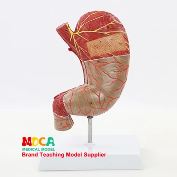 Gastric Muscle Neurovascular MCW010, a Medical Organ Model of Human Digestive System with Double Anatomy of Big Stomach Gastric Muscle Neurovascular MCW010, a Medical Organ Model of Human Digestive System with Double Anatomy of Big Stomach