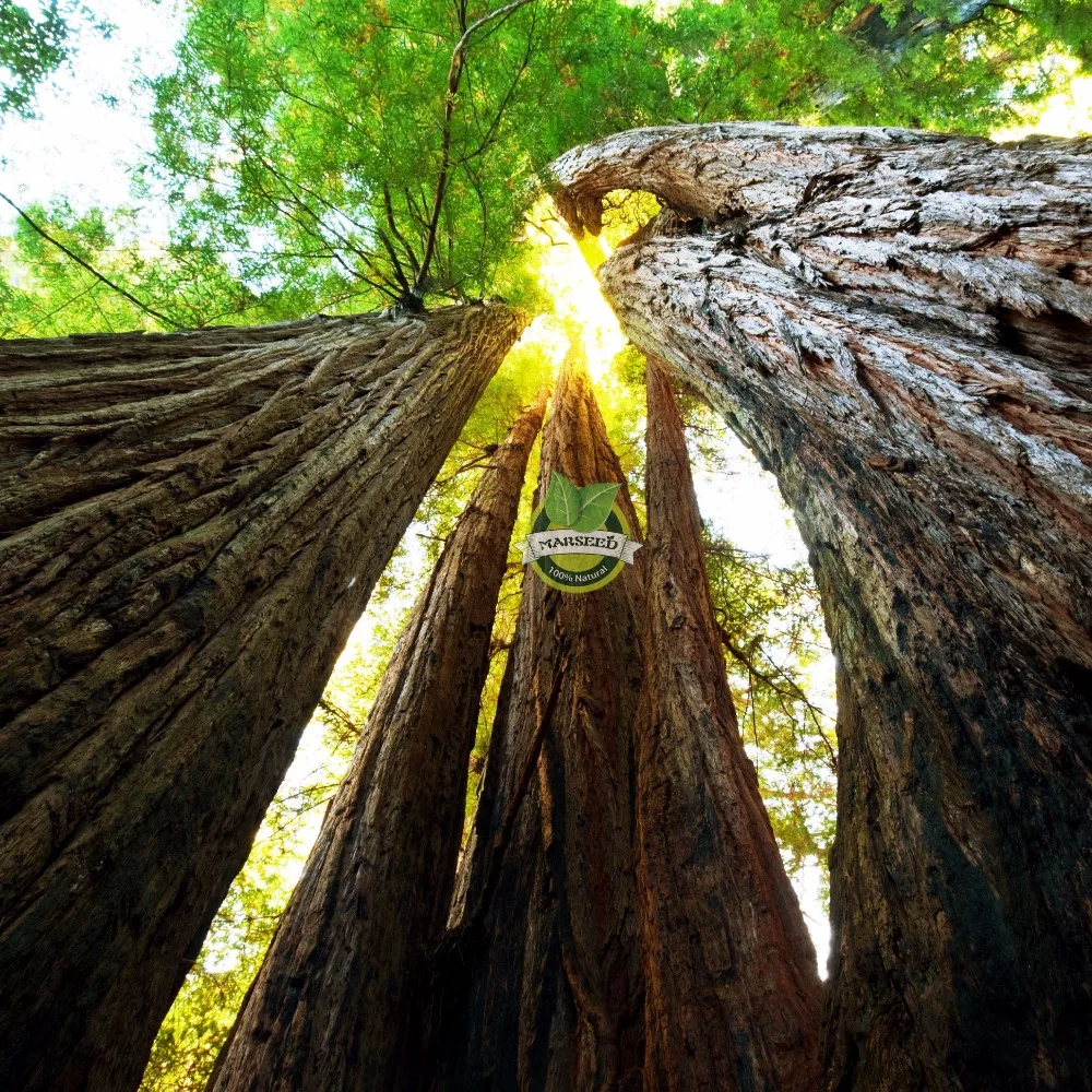 big promotion 20 Giant Sequoia Seeds , Sequoia bonsai seeds,rare ,fast