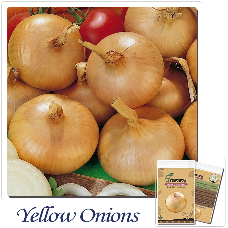 Seeds Yellow Onions Lyubchik Organic Russian Heirloom Vegetable Onion