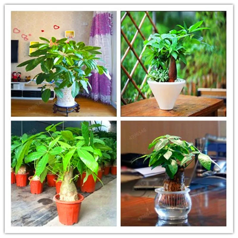 

100Pcs Dieffen bachia bonsai Home Money Tree plant Rare Indoor Bonsai Plantas Garden Pot bonsai Perennial Lucky Bonsais Plant