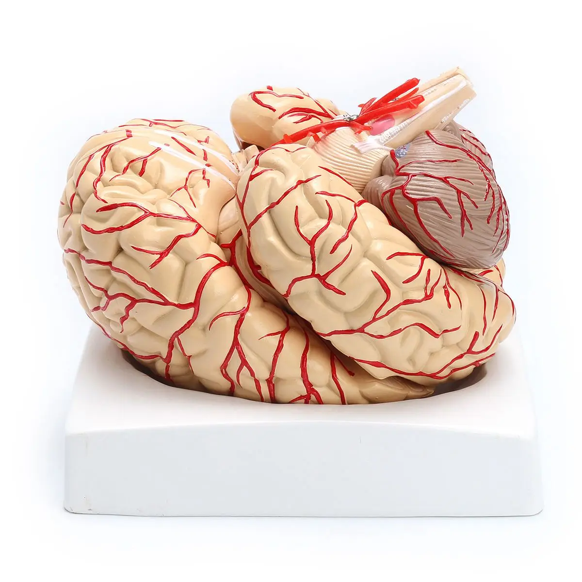 Горячая Распродажа 1: 1 жизнь Размеры анатомическая человек мозг Модель Pro рассечение медицинские Органы модель обучения