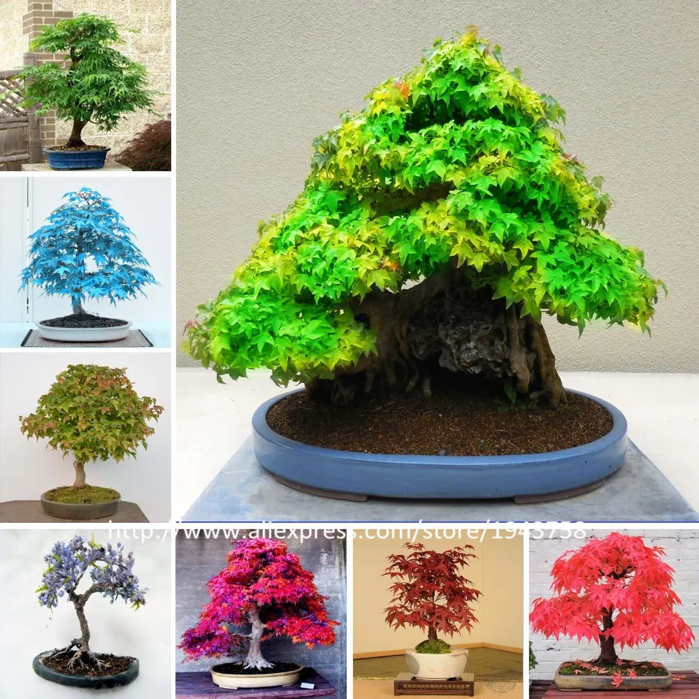 50 Pcs -8 kinds Rare Japanese Maple Seeds,Bonsai Tree Seeds,suit for DIY Home Garden, Free Shipping