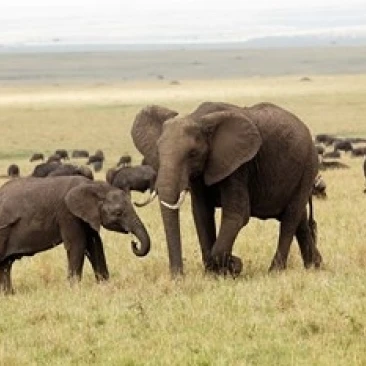 Herd of African elephants  Maasai Mara  Kenya Poster Print by Adam Jones (35 x 23)