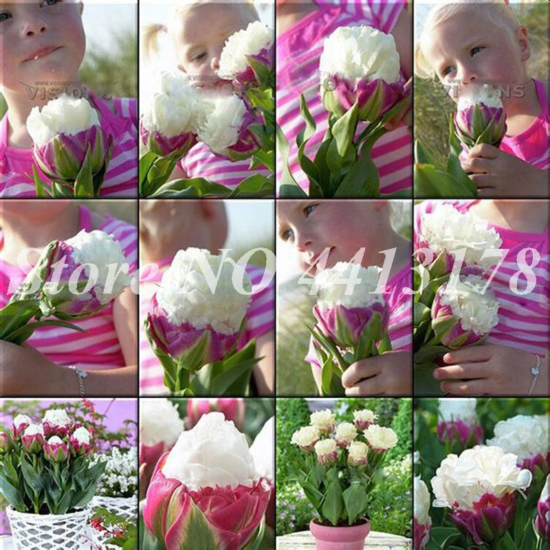 

150 pcs/ bag Tulip Flowers White & Red Big Petal Bonsai Potted Outdoor Perennial Japanese Blooming Fragrant Flower Garden Plant