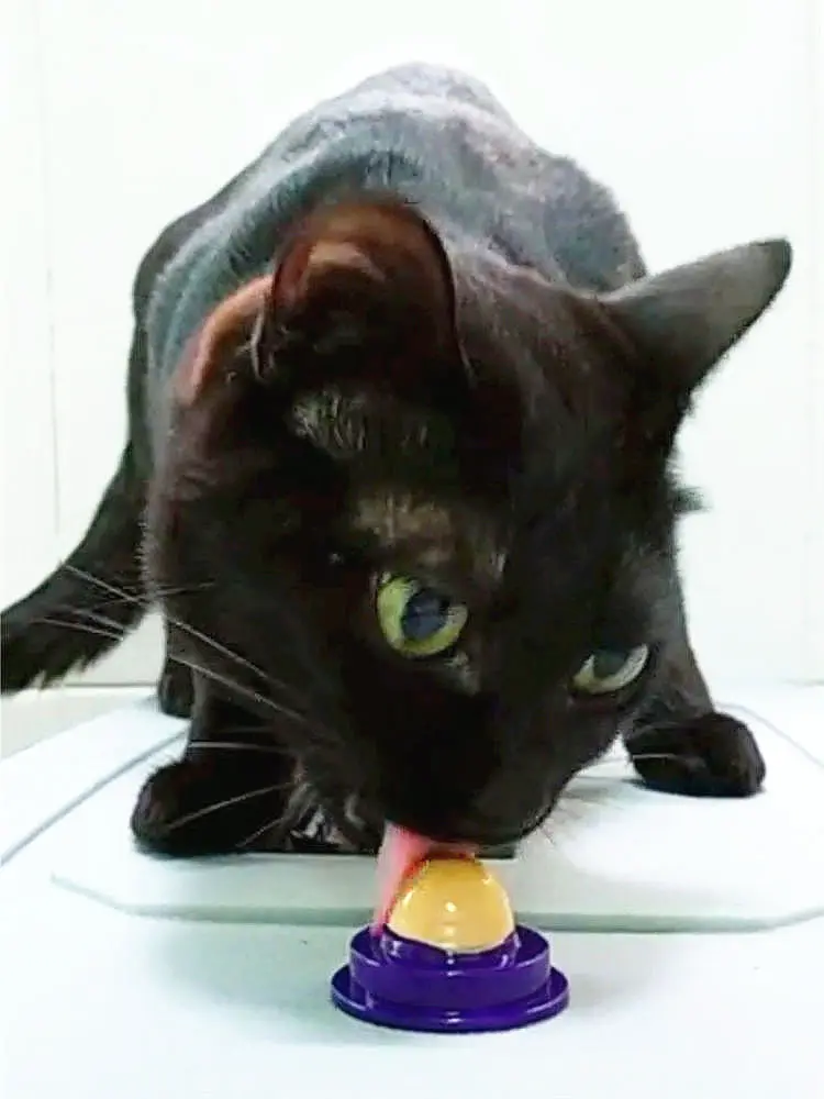 Pet Cat Snack Sugar Pill витамин твердый питательный крем мята лизуя мяч котенок закуска кошка конфеты