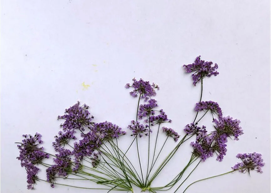 (SF)-purple