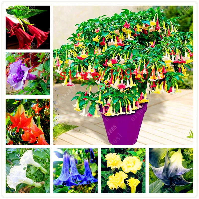 

100pcs Mandala Brugmansia Datura Rare Flower Potted Plants Mixed Color Garden Decoration Flower Bonsai Plant