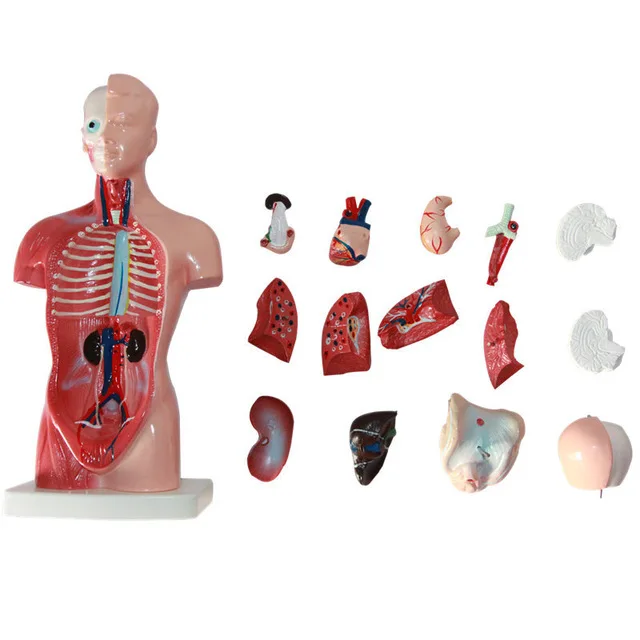 

Human Torso model 26CM human internal organs Human Anatomy Torso anatomical model Medical supplies for school teaching