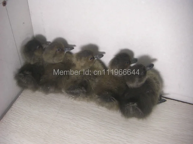 

Taxidermy of 5 Real duck duckling,Cute,Stuff Bird Black