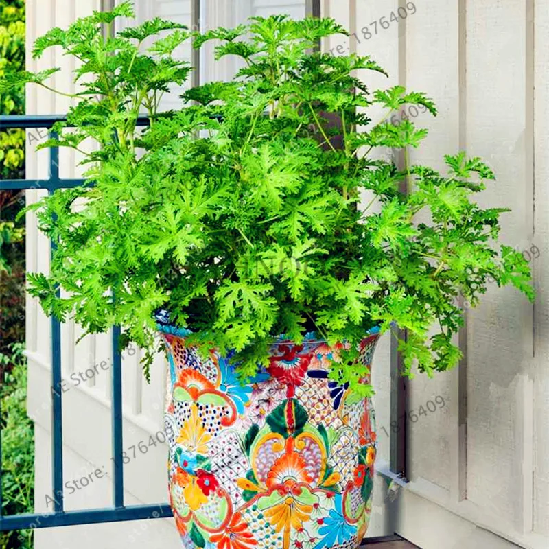 100 Pcs/bag Mosquito Repelling Grass bonsai Mosquito Killer Sweetgrass flores Garden and Home Hurb Plant easy planting 100 Pcs/bag Mosquito Repelling Grass bonsai Mosquito Killer Sweetgrass flores Garden and Home Hurb Plant easy planting