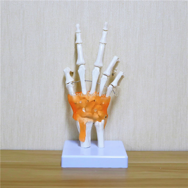 Human Hand Joint Anatomical Skeleton With Skin Model Medical Science Health Life Useful Medical Science For Teaching Supplies