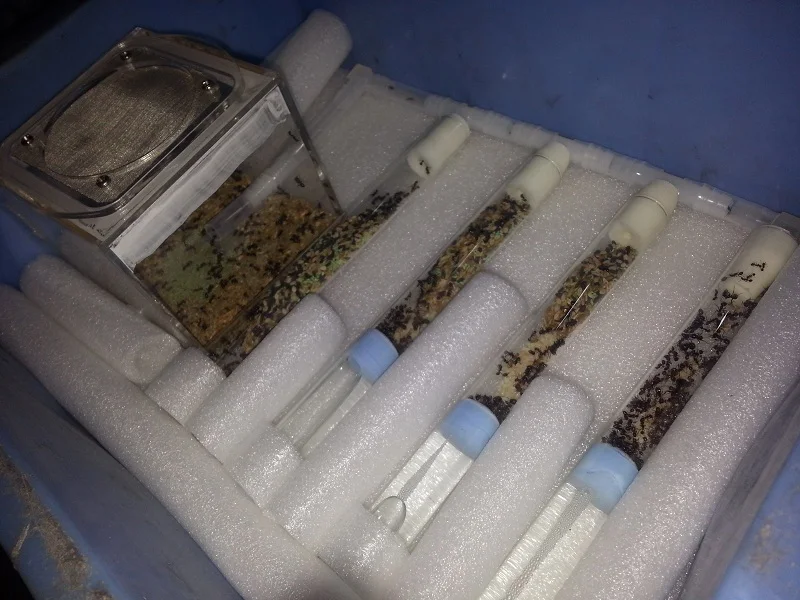Мягкий материал трубчатый блок/вилка для муравьев фермы, акриловая ферма муравьев гнездо набор для труб с размером от 13 мм до 20 мм
