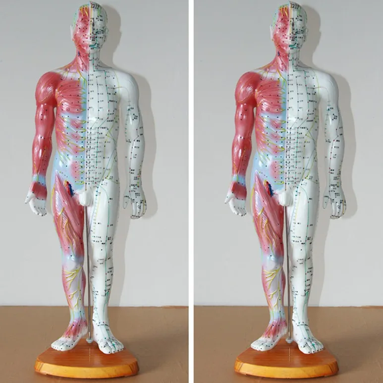55 см мужской человек с акупунктурной анатомической моделью человеческого мышца модель человеческого акупунктурных точек модель