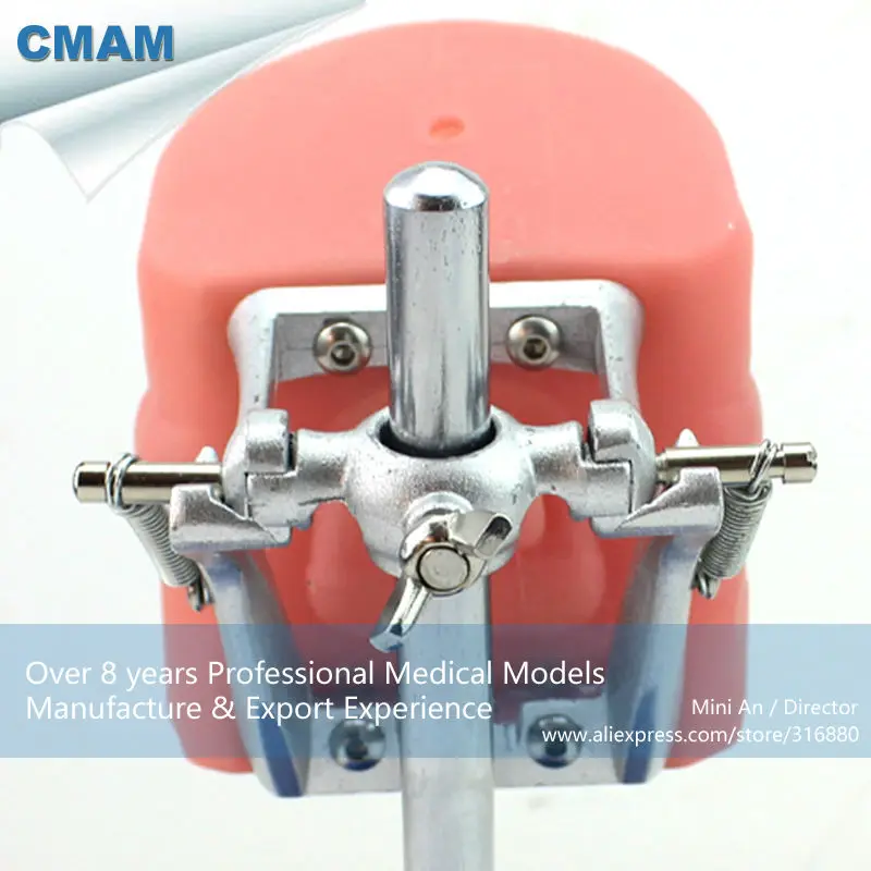 CMAM/12557 Dental-фантомная головка человека стоматологических медицинский анатомическая модель