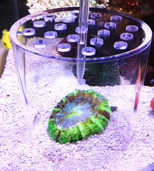 

Coral feeding esophagus.Liquid suction tube.Coral feeder.Liquid additive.Sea water aquarium Feeding machine